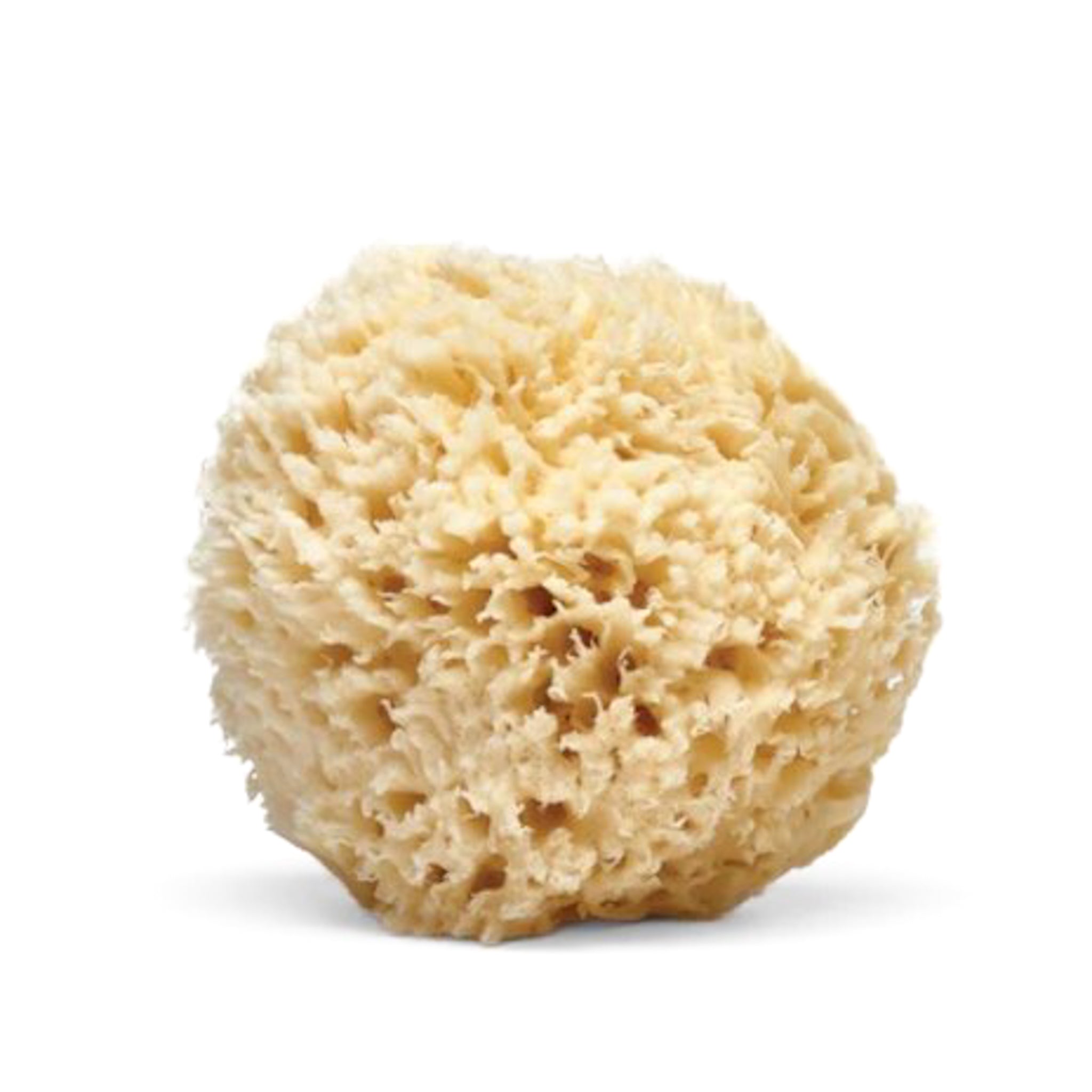 Large Bath Sea Sponge